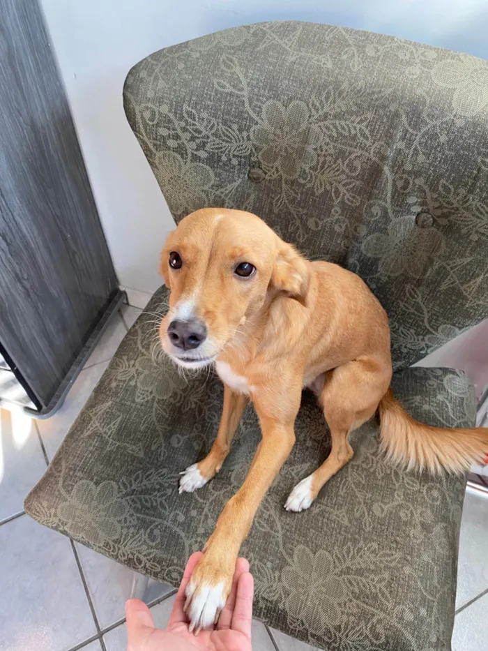 Cachorro ra a SRD-ViraLata idade 5 anos nome Maya