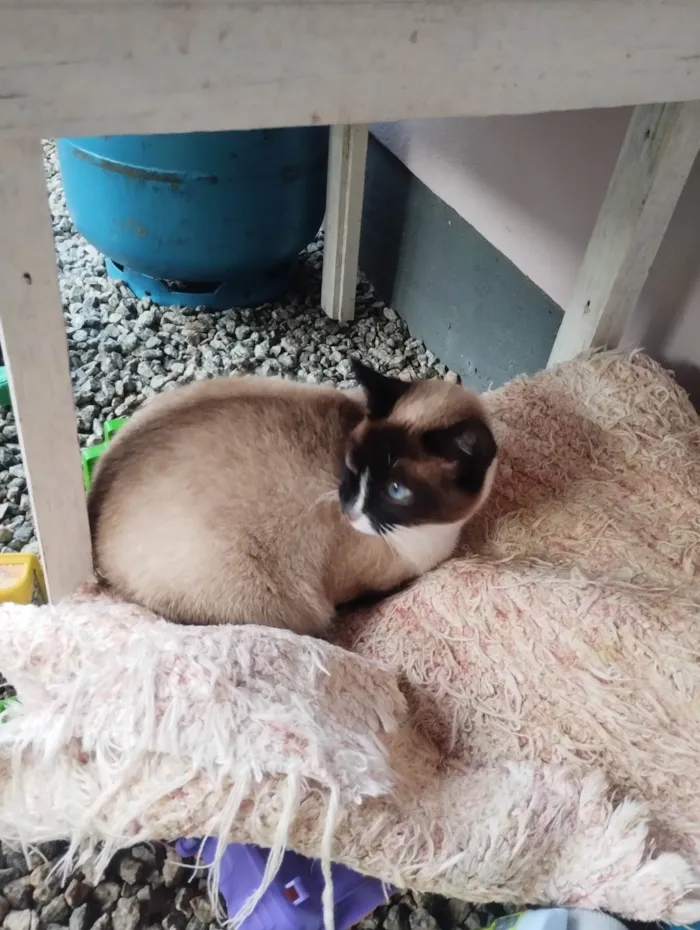 Gato ra a Siamês idade 1 ano nome Misso/missa