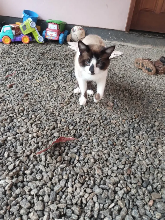 Gato ra a Siamês idade 1 ano nome Misso/missa
