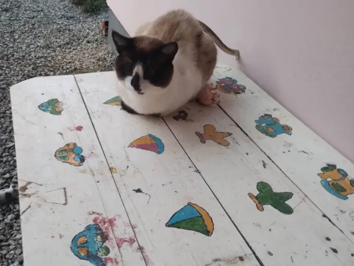 Gato ra a Siamês idade 1 ano nome Misso/missa