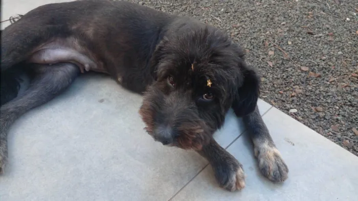 Cachorro ra a SRD-ViraLata idade 2 anos nome Pandora