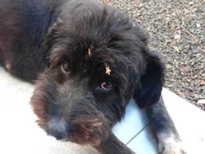 Cachorro raça SRD-ViraLata idade 2 anos nome Pandora