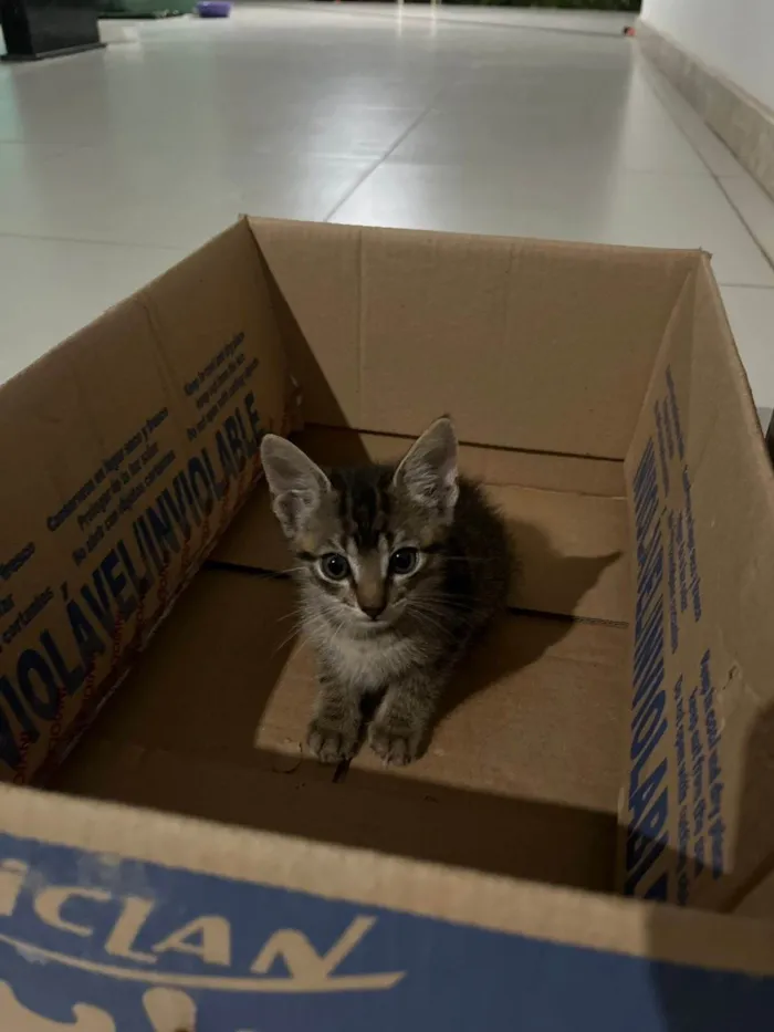 Gato ra a SRD-ViraLata idade Abaixo de 2 meses nome Pulga