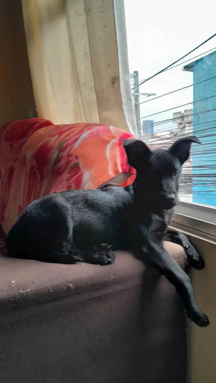 Cachorro ra a SRD-ViraLata idade 2 a 6 meses nome Sailem