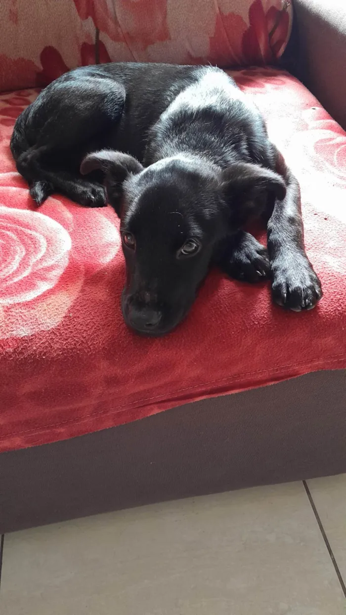 Cachorro ra a SRD-ViraLata idade 2 a 6 meses nome Sailem