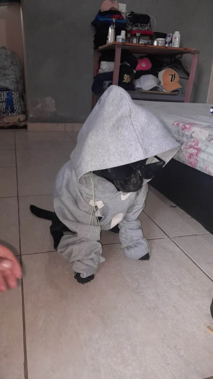 Cachorro ra a SRD-ViraLata idade 2 a 6 meses nome Sailem