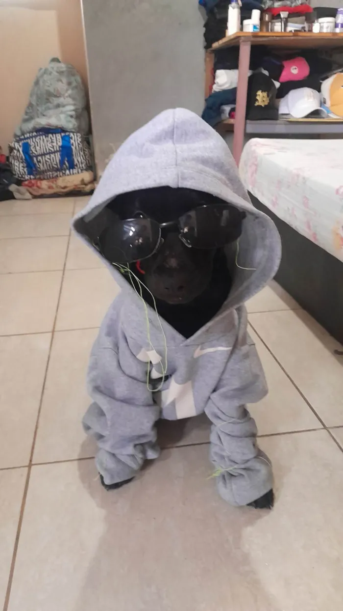 Cachorro ra a SRD-ViraLata idade 2 a 6 meses nome Sailem