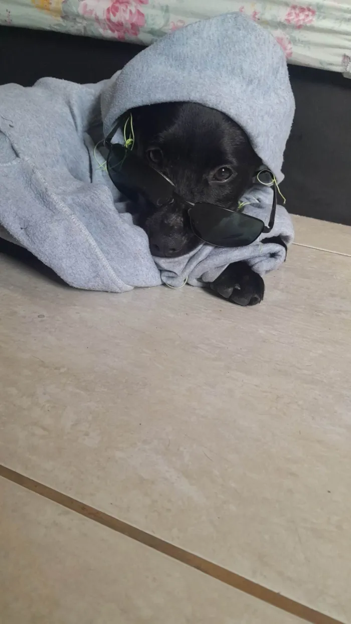 Cachorro ra a SRD-ViraLata idade 2 a 6 meses nome Sailem