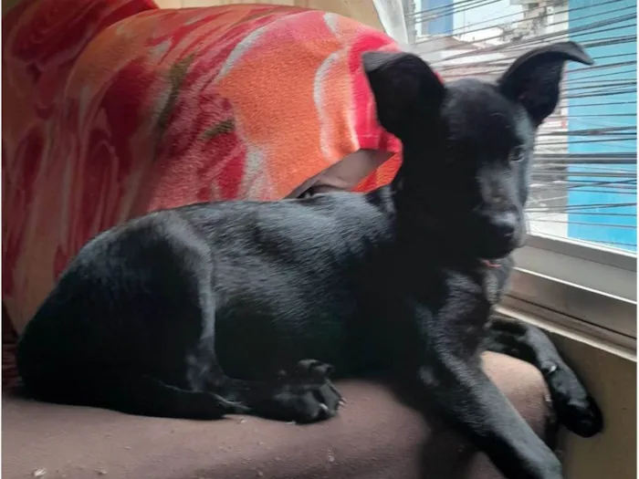 Cachorro ra a SRD-ViraLata idade 2 a 6 meses nome Sailem