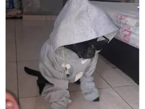 Cachorro raça SRD-ViraLata idade 2 a 6 meses nome Sailem