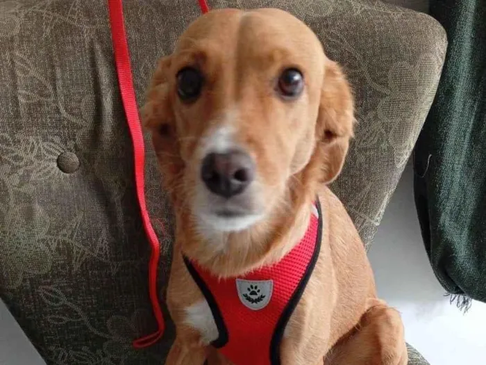 Cachorro ra a SRD-ViraLata idade 5 anos nome Maya