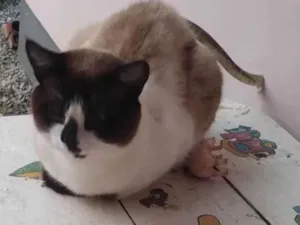 Gato ra a Siamês idade 1 ano nome Misso/missa