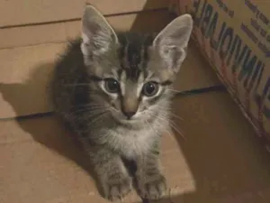 Gato ra a SRD-ViraLata idade Abaixo de 2 meses nome Pulga