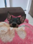 Cachorro raça Pinscher idade 1 ano nome Nina 