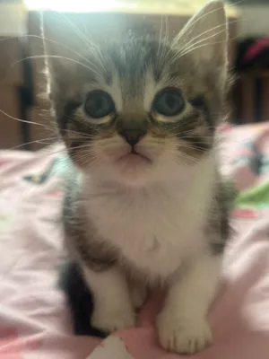 Gato raça SRD-ViraLata idade Abaixo de 2 meses nome Não tem nome ainda