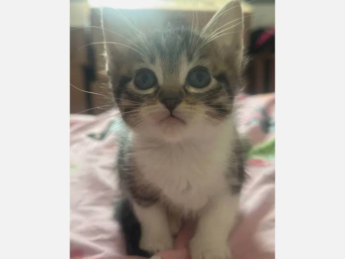 Gato raça SRD-ViraLata idade Abaixo de 2 meses nome Não tem nome ainda