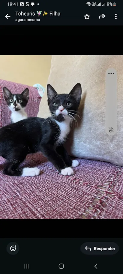 Gato ra a SRD-ViraLata idade 2 a 6 meses nome Sem nome