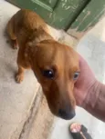 Cachorro ra a Pinscher idade 1 ano nome Nina