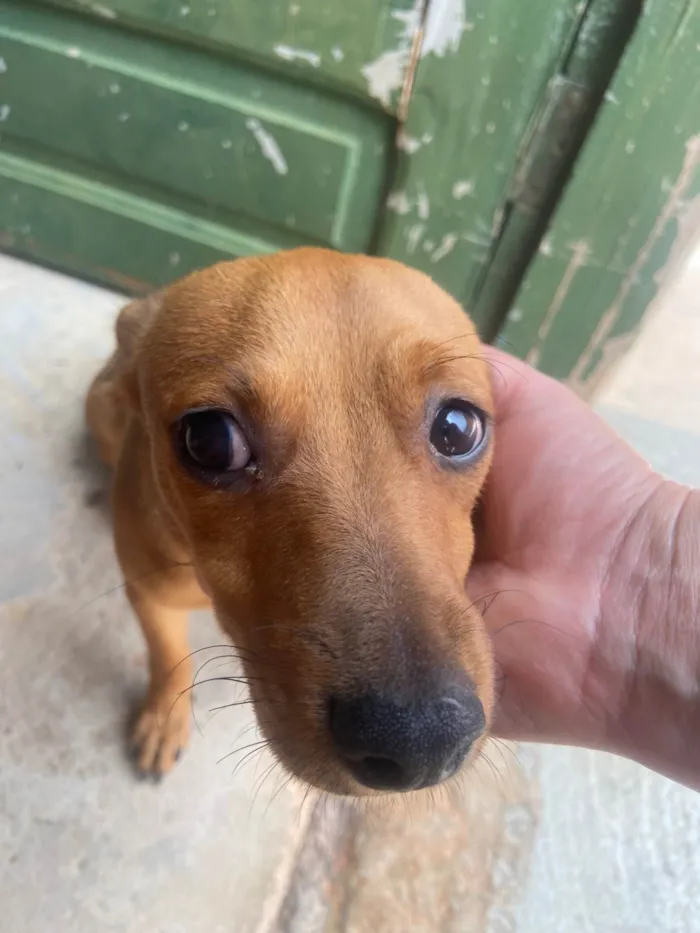Cachorro ra a Pinscher idade 1 ano nome Nina