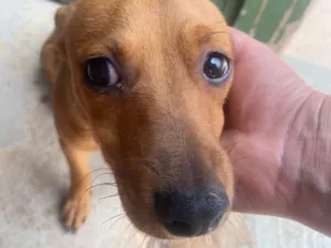 Cachorro raça Pinscher idade 1 ano nome Nina