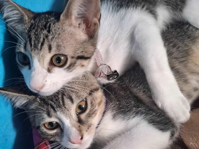 Gato ra a SRD-ViraLata idade 2 a 6 meses nome ...