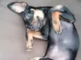 Cachorro raça Pinscher idade 1 ano nome Nina 