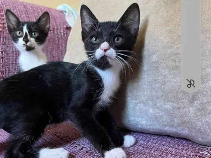 Gato ra a SRD-ViraLata idade 2 a 6 meses nome Sem nome