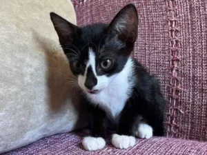 Gato raça SRD-ViraLata idade 2 a 6 meses nome Sem nome