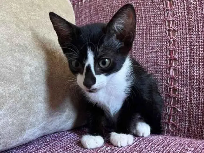 Gato ra a SRD-ViraLata idade 2 a 6 meses nome Sem nome
