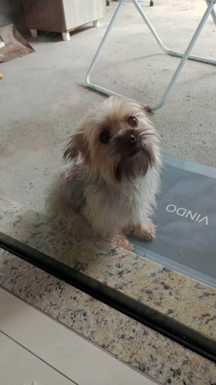 Cachorro ra a Yorkshire idade 3 anos nome belle