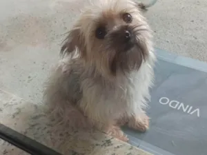 Cachorro raça Yorkshire idade 3 anos nome belle