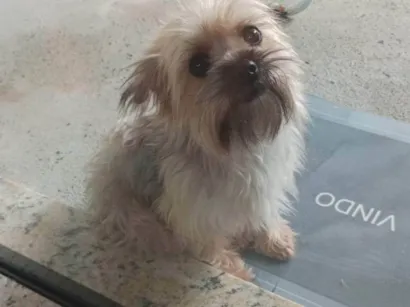 Cachorro raça Yorkshire idade 3 anos nome belle