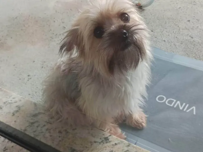 Cachorro ra a Yorkshire idade 3 anos nome belle