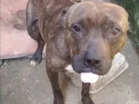 Cachorro raça Pit-Bull idade 5 anos nome Vilão 