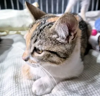 Gato ra a SRD-ViraLata idade 2 a 6 meses nome MADÁ TRICOLOR