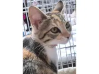 Gato raça SRD-ViraLata idade 2 a 6 meses nome MADÁ TRICOLOR