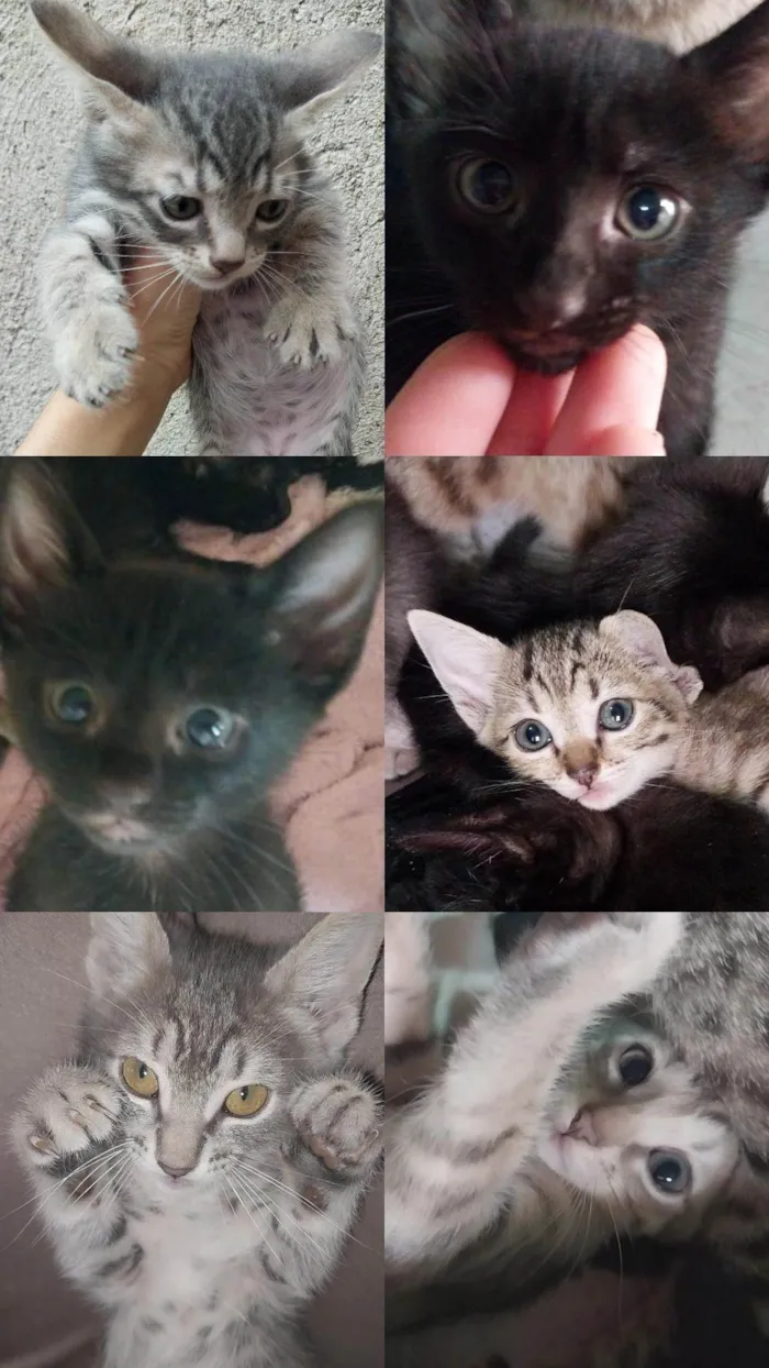 Gato ra a SRD-ViraLata idade 2 a 6 meses nome Fofurinhas