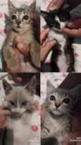 Gato ra a SRD-ViraLata idade 2 a 6 meses nome Fofurinhas