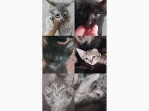Gato raça SRD-ViraLata idade 2 a 6 meses nome Fofurinhas