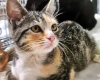 Gato ra a SRD-ViraLata idade 2 a 6 meses nome MILENE TRICOLOR