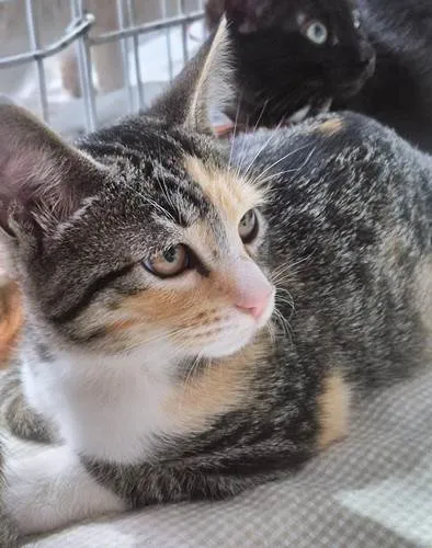 Gato ra a SRD-ViraLata idade 2 a 6 meses nome MILENE TRICOLOR