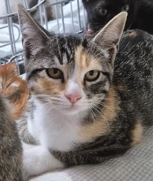 Gato ra a SRD-ViraLata idade 2 a 6 meses nome MILENE TRICOLOR