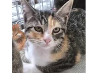 Gato ra a SRD-ViraLata idade 2 a 6 meses nome MILENE TRICOLOR