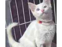 Gato ra a SRD-ViraLata idade 2 a 6 meses nome NINI CLARA