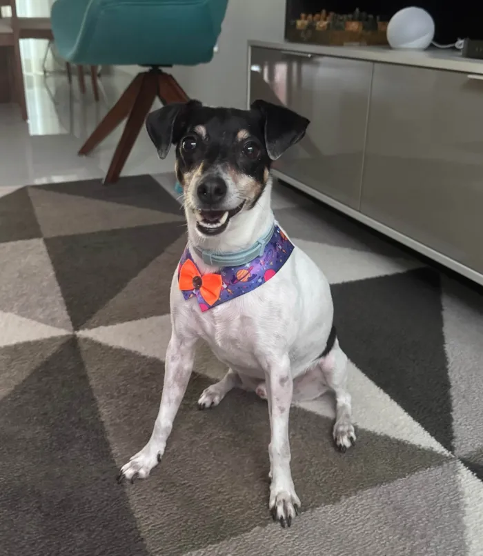 Cachorro ra a Fox Terrier idade 6 ou mais anos nome Olaf