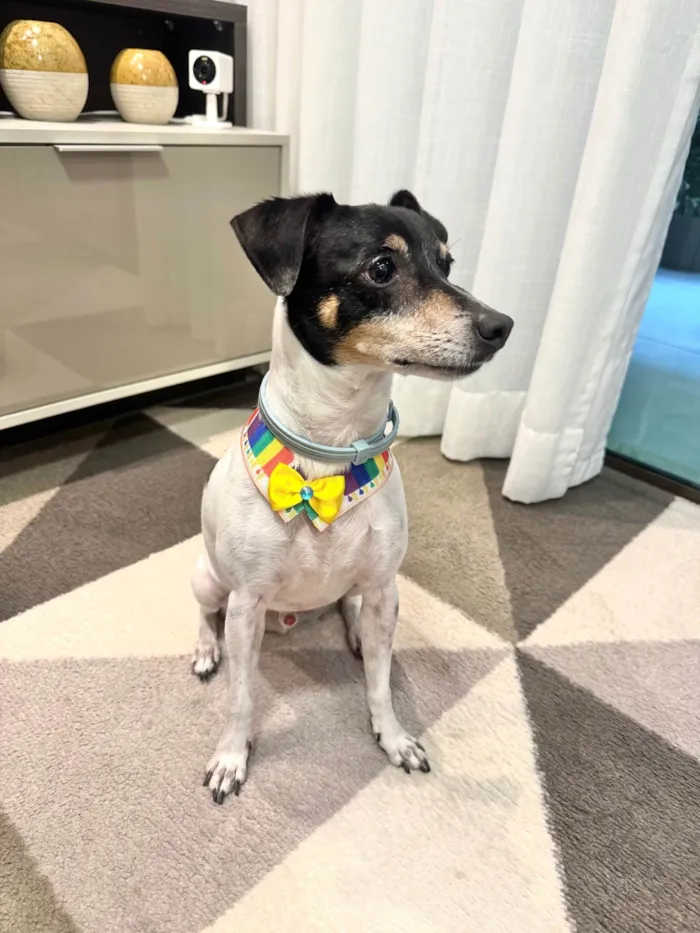 Cachorro ra a Fox Terrier idade 6 ou mais anos nome Olaf