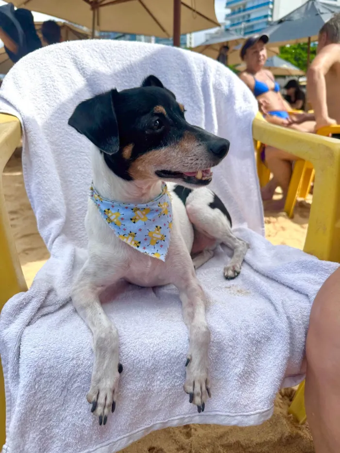 Cachorro ra a Fox Terrier idade 6 ou mais anos nome Olaf