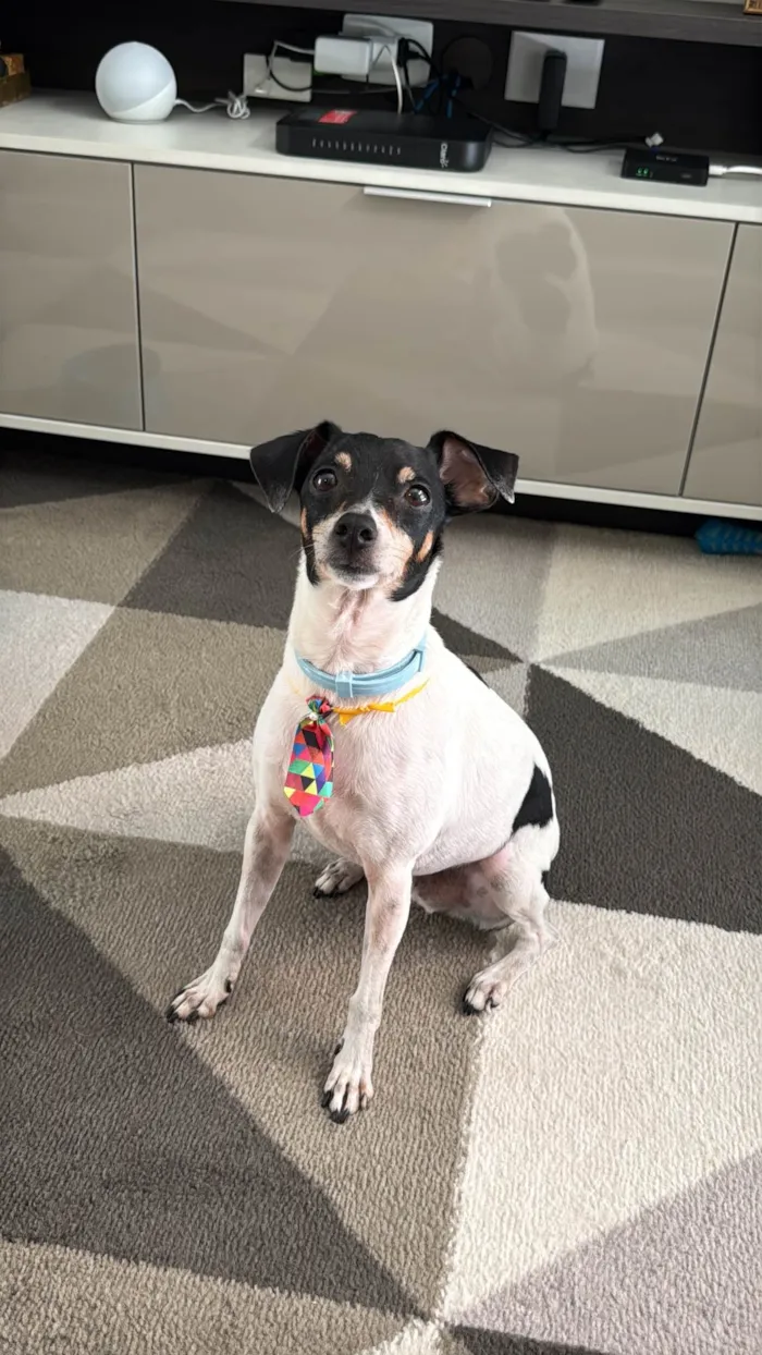 Cachorro ra a Fox Terrier idade 6 ou mais anos nome Olaf