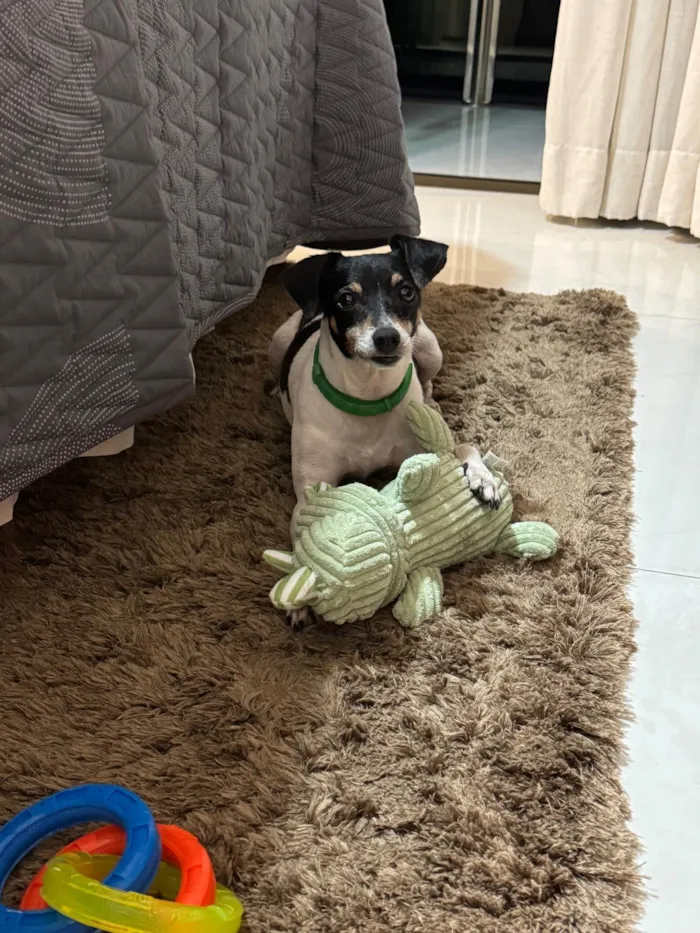 Cachorro ra a Fox Terrier idade 6 ou mais anos nome Olaf