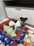 Cachorro ra a Fox Terrier idade 6 ou mais anos nome Olaf